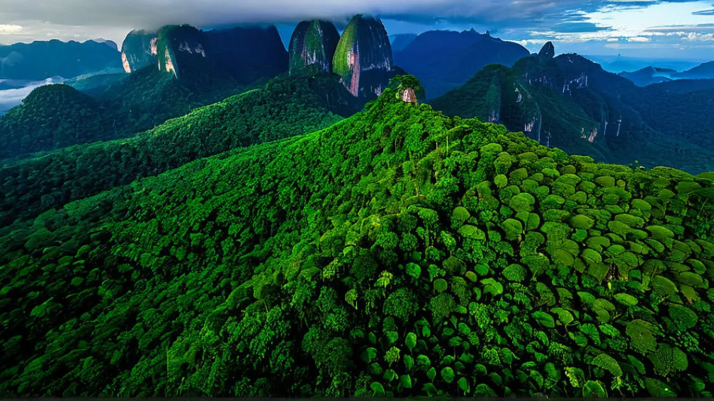 Бразилія запускає Фонд "Вічні Тропічні Ліси" для боротьби з вирубкою: залучено $5,5 млрд