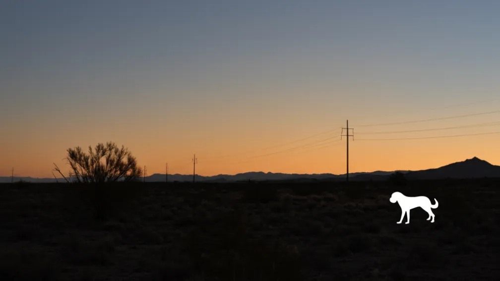 «Вірний пес врятував малюка в пустелі Арізони: дитина провела ніч на самоті»