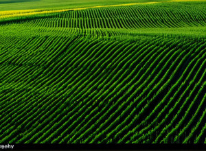 Подорож Україною: Від Карпат до Чорного моря