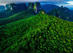 Бразилія запускає Фонд "Вічні Тропічні Ліси" для боротьби з вирубкою: залучено $5,5 млрд