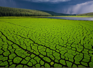 Вплив зміни клімату на екосистеми