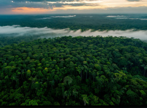 Кліматичні переговори ООН посилюються: Урядові міністри очолюють вирішальний етап на COP30
