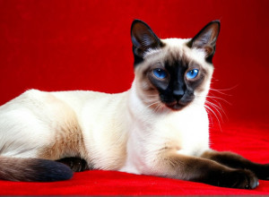 Історія породи сіамських кішок