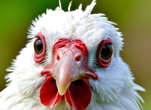 Перший випадок смерті від рідкісного штаму пташиного грипу H5N5 у США