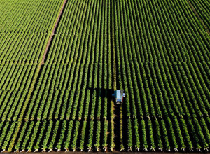 Застосування технологій штучного інтелекту в сільському господарстві