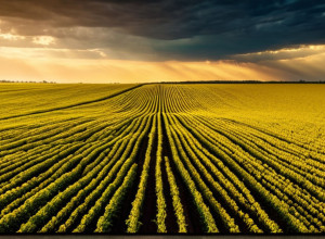 Дані USDA ставлять під сумнів обіцянки Китаю щодо закупівель сої у США