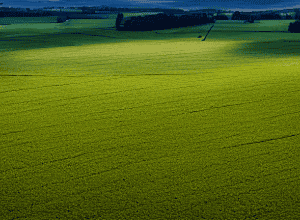 Токсичні добрива: скандал із Synagro в Техасі