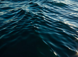 Неймовірний «китовий серфінг»: як риби-прилипали долають океан