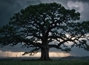 Протестувальники в Чикаго відмовляються від позову щодо тактики імміграційних офіцерів