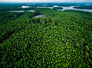 Подорож Амазонією: дослідження біорізноманіття