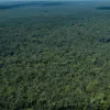 Мир потерял рекордный объем лесов в 2024 году: тревожные данные об обезлесении