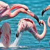 Ученые раскрыли секрет: как фламинго создают вихри клювом для идеального кормления