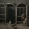 Шокирующие детали: Супруги держали девочку в клетке для собак 7 лет