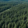 Масштабный розыск отца, обвиняемого в убийстве троих дочерей, ведется в лесах Вашингтона