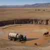 Крик о помощи с Сува-Планины: аномальная засуха угрожает тысячам животных в Сербии