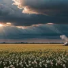 В США вновь могут разрешить спорный гербицид дикамба, связанный с риском рака