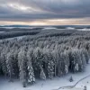 Срыв уникального исследования: подсчет волков и лосей на Айл-Ройал отменен из-за ЧП