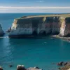 Борьба за выживание: как калифорнийские морские слоны противостоят птичьему гриппу