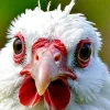 Перший випадок смерті від рідкісного штаму пташиного грипу H5N5 у США